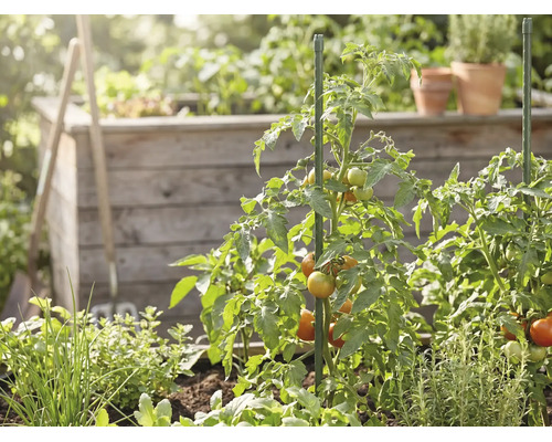 Tomatenplanten met rijpende tomaten, ondersteund door groene plantenstokken in een tuin met een houten moestuinbak en kruiden.