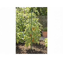 Tomatenplant met vruchten ondersteund door een plantstok in een tuinbed.