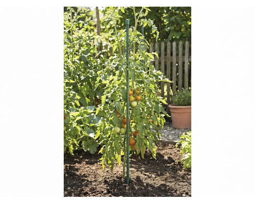 Tomatenplant met vruchten ondersteund door een plantstok in een tuinbed.