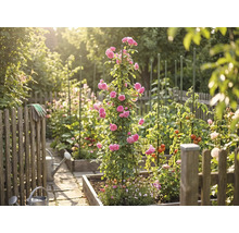 Lichte moestuin met houten moestuinbakken, een klimroos aan een plantensteun, tomatenplanten, gieters en een houten hek.