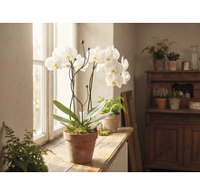 Witte orchidee in een pot van terracotta op een houten vensterbank in een lichte kamer met andere kamerplanten.