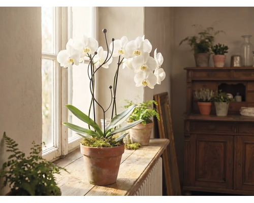 Witte orchidee in een pot van terracotta op een houten vensterbank in een lichte kamer met andere kamerplanten.