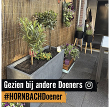 Rechthoekige grijze plantenbak met groene planten op een terras voor een bamboeschutting.