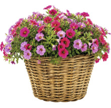 Bloeiende Calibrachoa in een gevlochten mand