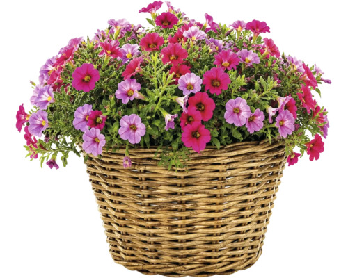 Bloeiende Calibrachoa in een gevlochten mand