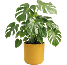 Monstera deliciosa met grote hartvormige bladeren met inkepingen in een gele cilindrische pot.