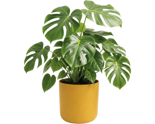 Monstera deliciosa met grote hartvormige bladeren met inkepingen in een gele cilindrische pot.