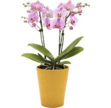 Orchidee Phalaenopsis met roze bloemen in een gele bloempot.