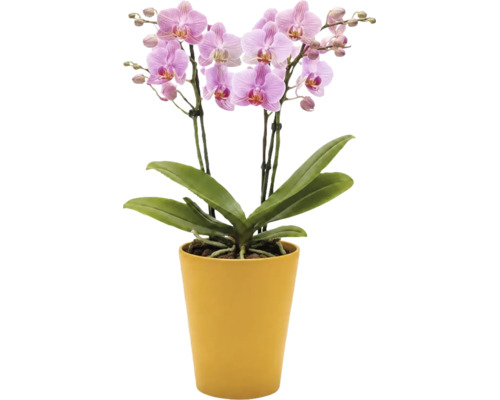 Orchidee Phalaenopsis met roze bloemen in een gele bloempot.