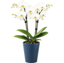 Witte Phalaenopsis orchidee met meerdere bloemen en knoppen in een blauwe keramieken pot, kamerplant.