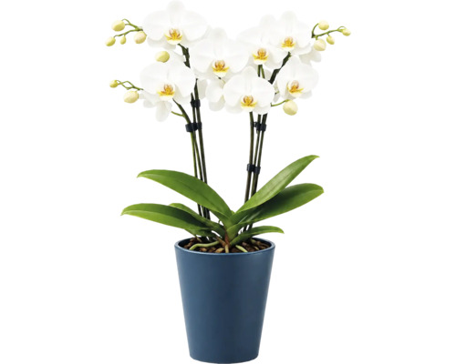 Witte Phalaenopsis orchidee met meerdere bloemen en knoppen in een blauwe keramieken pot, kamerplant.