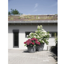 Twee grijze, gestructureerde plantenbakken met roze en witte hortensia's op een terras voor een huis.
