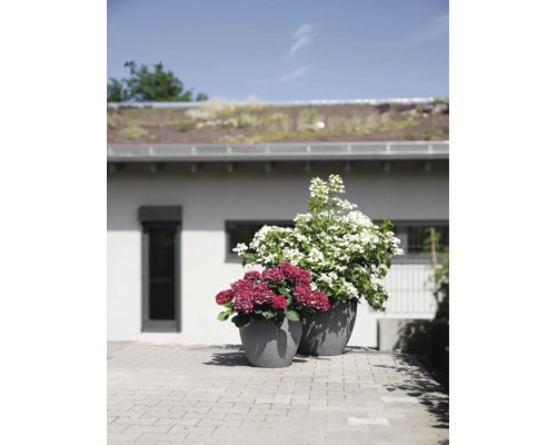 Twee grijze, gestructureerde plantenbakken met roze en witte hortensia's op een terras voor een huis.