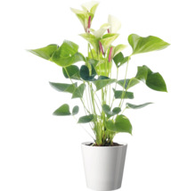 Kamerplant Anthurium met witte bloemen in een eenvoudige plantenpot