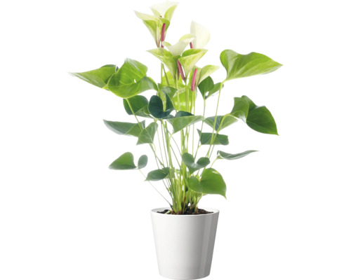 Kamerplant Anthurium met witte bloemen in een eenvoudige plantenpot