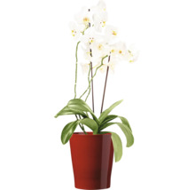 Phalaenopsis orchidee met witte bloemen in een ronde pot als kamerplant