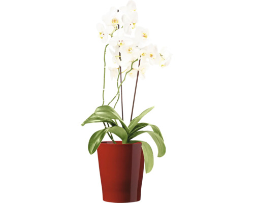Phalaenopsis orchidee met witte bloemen in een ronde pot als kamerplant