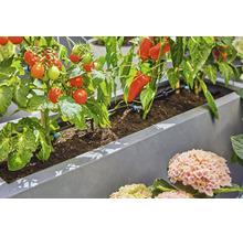 Plantenzuil met automatisch druppelirrigatiesysteem voor tomaten en paprika in een tuin.