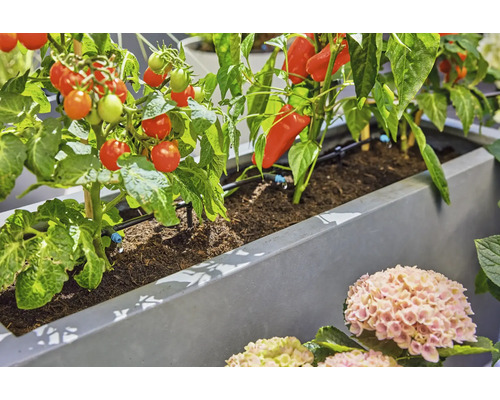 Plantenzuil met automatisch druppelirrigatiesysteem voor tomaten en paprika in een tuin.