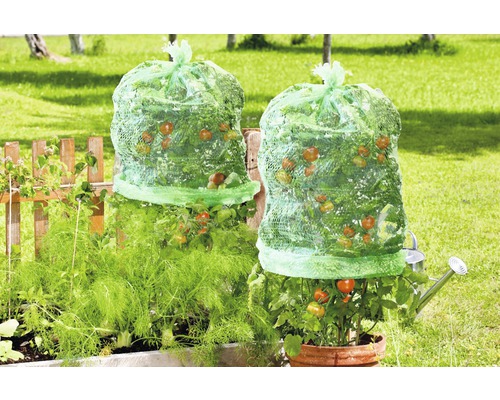 Twee tomatenplanten met beschermnetten in de tuin.