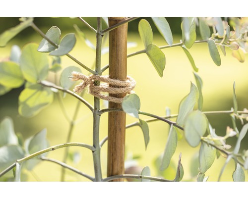 Eucalyptusplant met bamboestok en jute touw