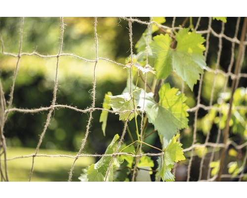 Tuinhek met wijnranken