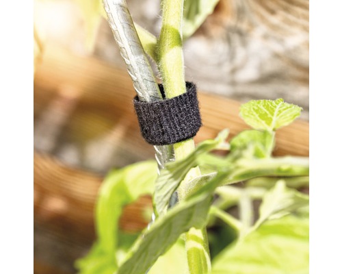 Plantenstengel bevestigd met klittenband aan een plantensteun