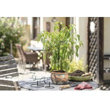 FLORASELF Plantenhouder groen Ø 7 cm H 60 cm