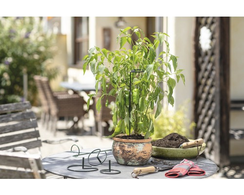 Plantenscène met paprikaplant in pot, plantensteun en tuingereedschap op een tafel