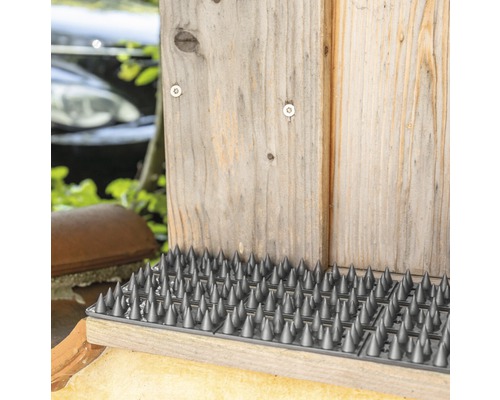 Duivenpinnen op een houten oppervlak voor vogelwering