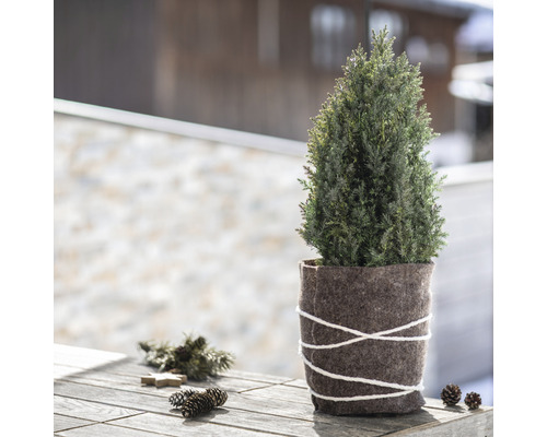 Cipres in pot met wollen viltband op een houten tafel