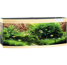Gebogen aquarium met planten en vissen