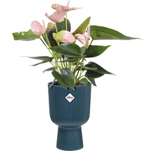 Anthurium plant met roze bloemen in een pot met Elho logo