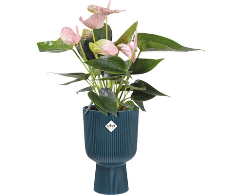 Anthurium plant met roze bloemen in een pot met Elho logo