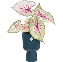 Caladium plant in een Elho bloempot