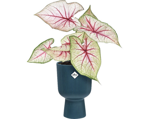 Caladium plant in een Elho bloempot
