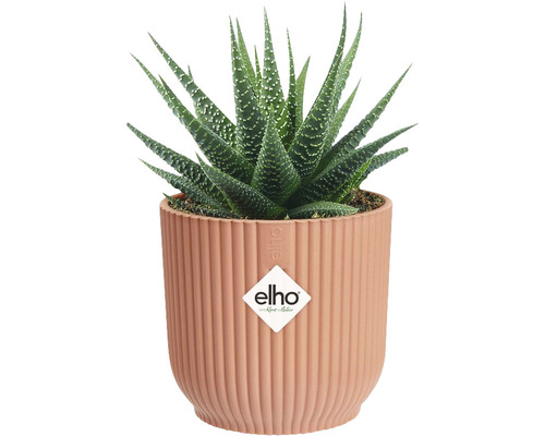 Haworthia potplant in geribbelde pot met Elho logo