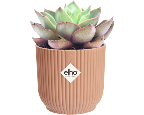 Succulent in een geribbelde plantenbak met Elho Logo