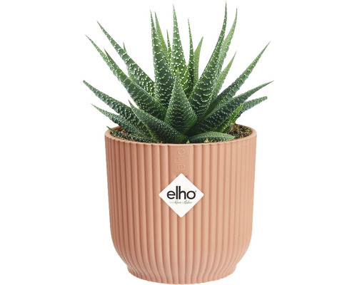 Haworthia plant in pot met verticale ribbels en Elho logo.