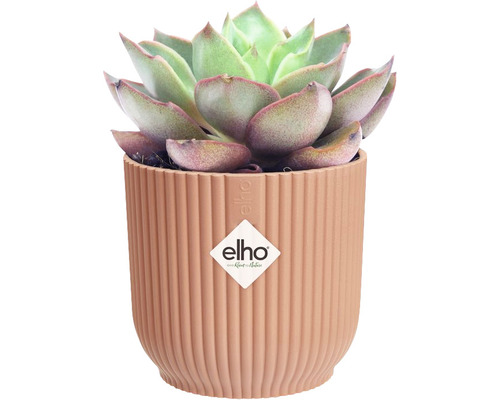 Succulent in geribbelde bloempot met Elho logo