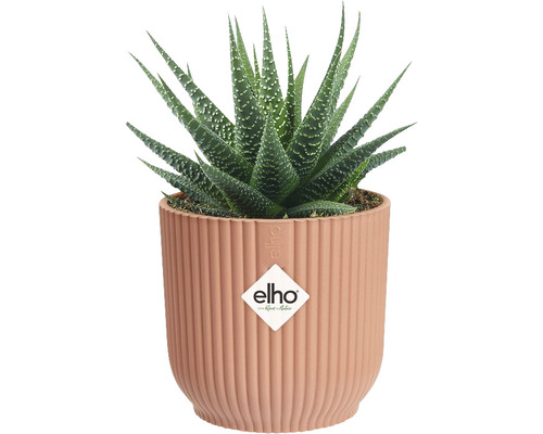 Haworthia kamerplant in pot