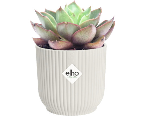 Vetplant in geribbelde bloempot