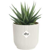 Haworthia plant in een Elho bloempot