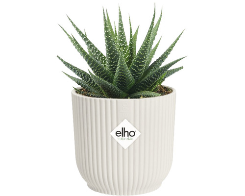 Haworthia plant in een Elho bloempot