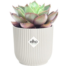 Succulent in een geribbelde plantenbak