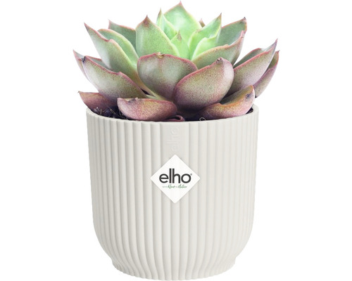 Succulent in een geribbelde plantenbak