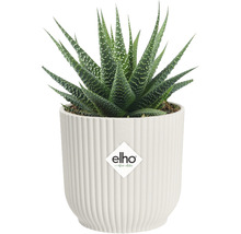 Haworthia kamerplant in witte pot