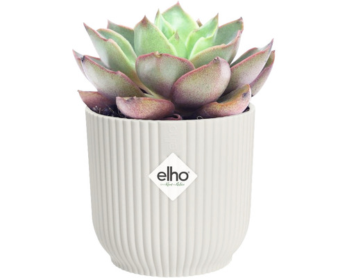 Vetplant in geribbelde bloempot