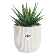 Haworthia plant in witte pot