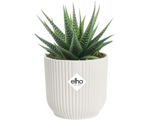 Haworthia plant in witte pot